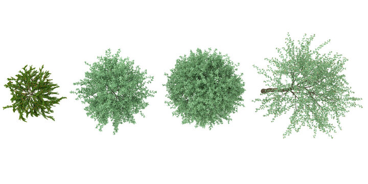 Collection of Pyrus plants on transparent background from the top view