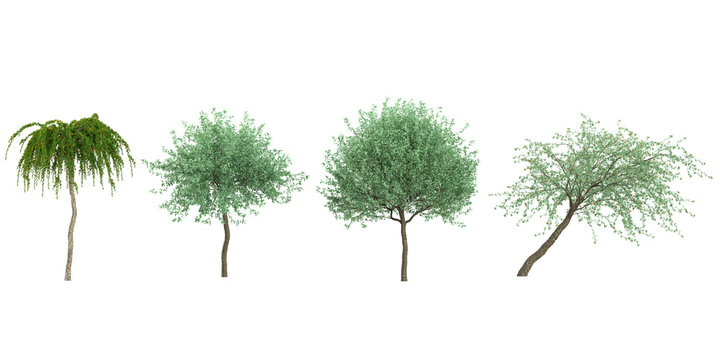 Collection of Pyrus plants on transparent background