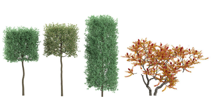 Collection of Pyrus,Rhus plants on transparent background