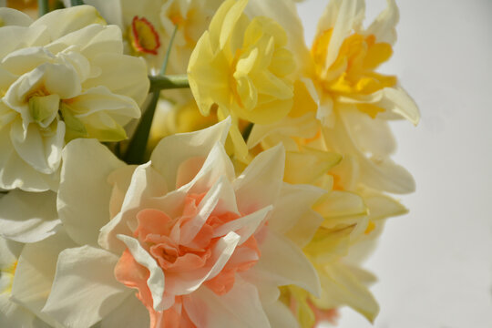White-orange and white-yellow beautiful individual daffodils on a white background