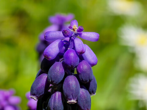 Close-up of vibrant purple grape hyacinth (Muscari) flowers blooming outdoors in spring sunlight
