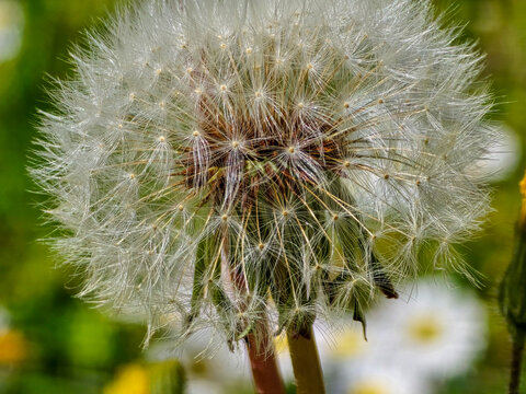 Macro photograph of a dandelion seed head with blurred background