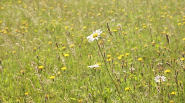 Close up of an oxeye daisy in a vibrant wildflower meadow. Shallow depth of field with bokeh background, bright afternoon sun, and saturated colors of yellow hawkweed and green grasses.