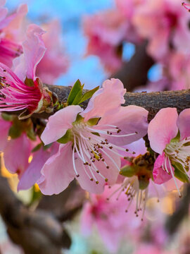 Macro close up of vibrant pink peach blossoms blooming on a textured tree branch during early spring