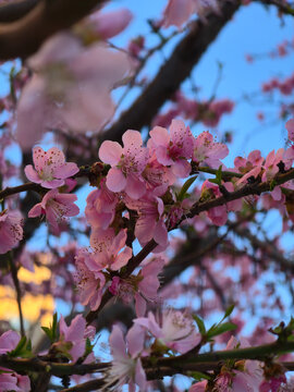 Close up of peach tree blossoms on branches against a bright blue sky