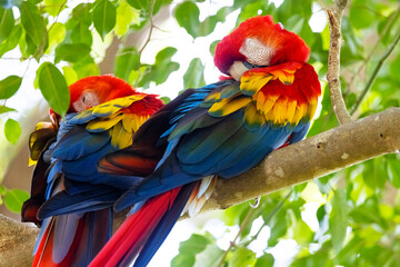 Wild scarlet macaws resting, Costa Rica. © Brittany