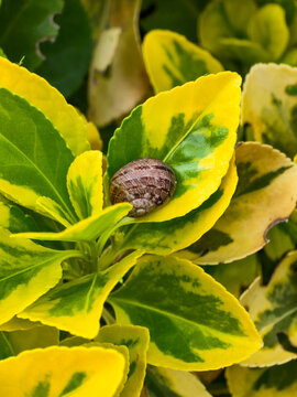 Snail shell resting on a vibrant yellow and green variegated leaf in a garden