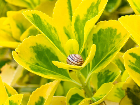 Close up of a striped snail shell resting on bright yellow and green variegated euonymus leaves