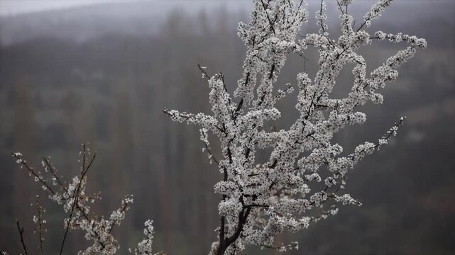 The fresh appearance of Plum tree buds that bloom in season in spring.
