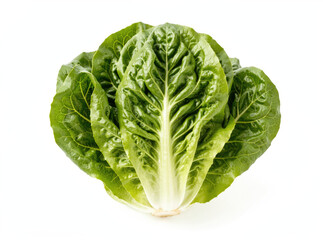 Fototapeta premium A close-up shot of a crisp head of lettuce on a white background