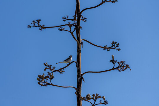 Moineau perch&eacute; sur la branche d'un agave