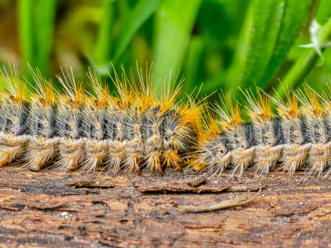 Macro close up of two hairy processionary caterpillars crawling end to end on a piece of wood