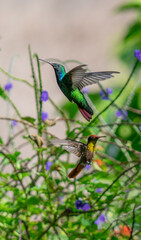 Two hummingbirds in flight among purple wildflowers © Robert Arango L