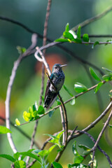Juvenile hummingbird perched on thin branch © Robert Arango L