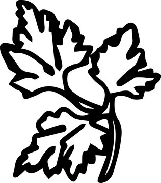 Hand drawn parsley herb doodle