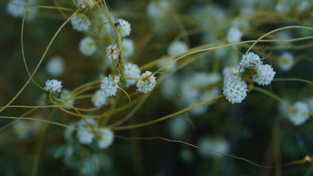 Close up of Cuscuta epithymum blooming outdoors