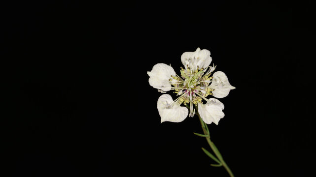Single white Nigella sativa flower with a green stem isolated on a solid black background