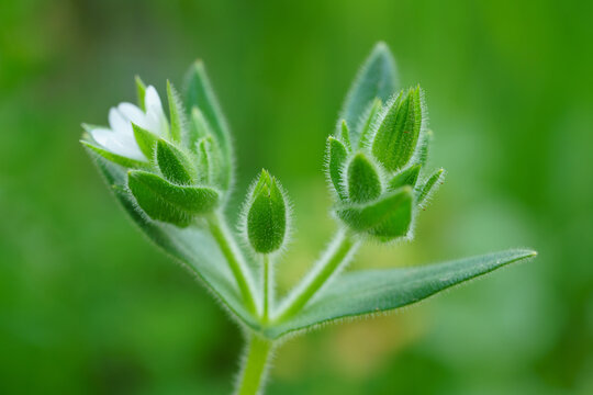Macro photograph of a hairy mouse ear chickweed stem with green buds and a white flower emerging