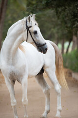 Naklejka premium portrait of beautiful white Marwari stallion posing in garden at cloudy day. India, Gujarat