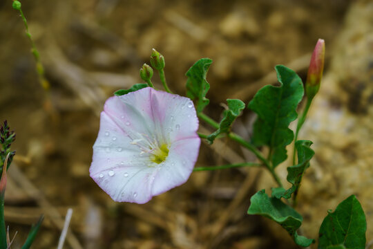Macro shot of a delicate pale pink and white field bindweed flower with water drops on its petals