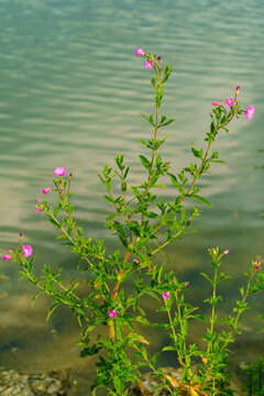 Epilobium hirsutum on blurred rippled water background outdoors in natural lighting