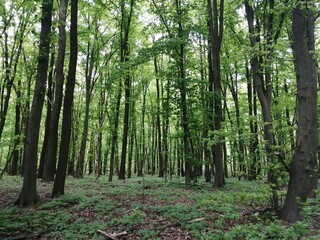Obraz premium trees in the forest