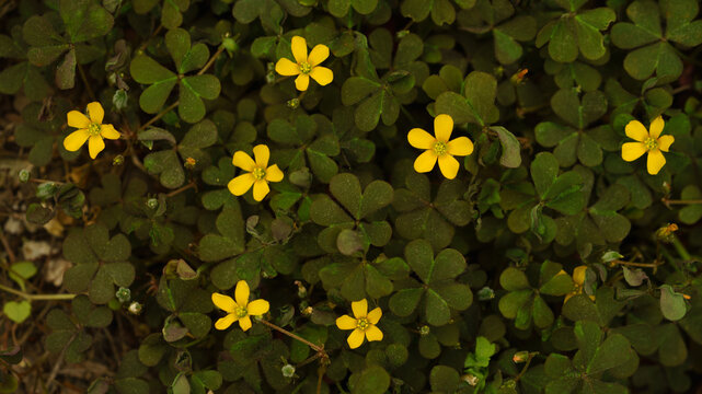 Creeping woodsorrel flowers and leaves