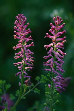 Two tall stalks of purple fumitory flowers blooming against a dark green background.