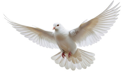 Fototapeta premium A white dove in flight with wings fully spread, showing detailed feathers, isolated on transparent background