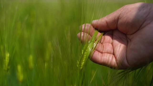 Human Hand Gently Touching Green Barley Ears in Lush Field Agriculture Nature Concept Korea 한국 보리밭 초록색 보리 이삭 손 터치 농사 농업 자연 풍경 봄 여름 청보리 식물