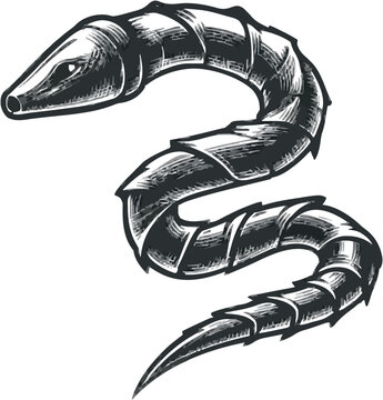 A coiled drain snake auger tool for clearing stubborn blockages in household plumbing features a detailed black and white engraving style with intricate cross-hatching and stippling for rich texture