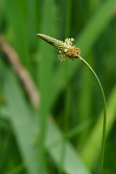 Close-up of a plantain flower head in a grassy field