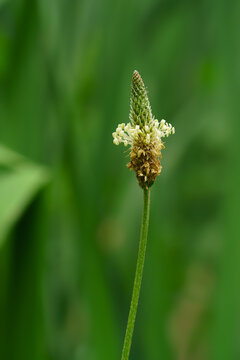Macro photograph of a single ribwort plantain inflorescence with white stamens in a green field