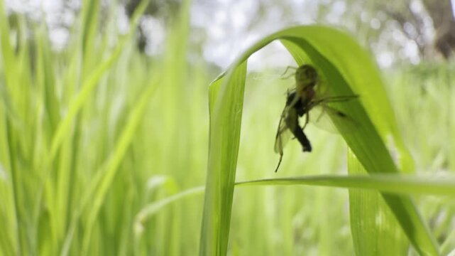 Close-up of a spider holding a captured insect on its web among green grass. The predator remains still while securing its prey in a natural habitat