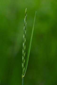 Green grass spikelet against blurred background