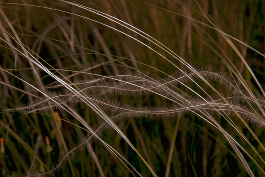 Close up of tall grass blowing in the wind