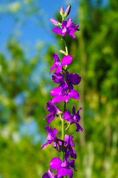 Vibrant purple delphinium wildflower growing on a green stalk in a summer garden with a blurred background