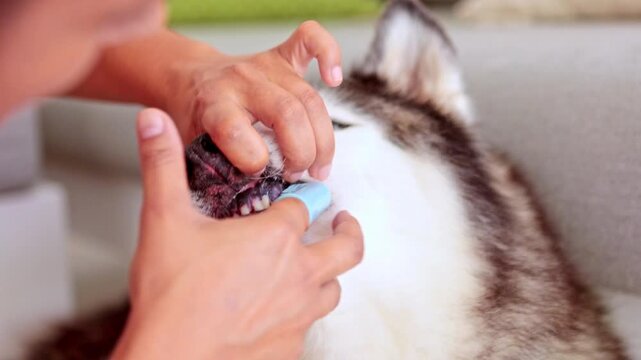Person brushing a siberian husky's teeth
