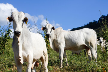 Fototapeta premium Two Curious White Oxen Looking at Camera in Rural Farm Green Pasture