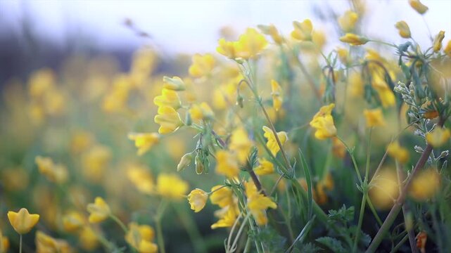 With the blooming of Lotus corniculatus blossoms, heralding the arrival of spring, the trees were adorned in white bridal gowns.