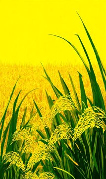 green rice field almost harvest time