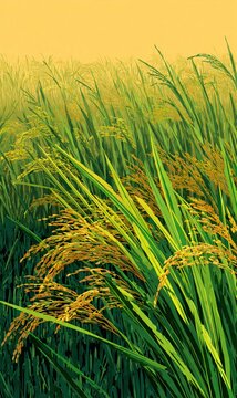 green rice field almost harvest time