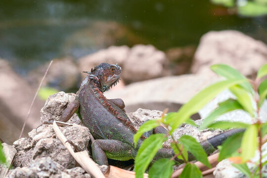 Green iguana in South Florida. USA