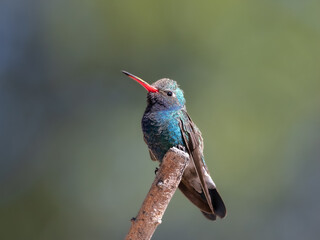 Fototapeta premium Male Broad-billed Hummingbird