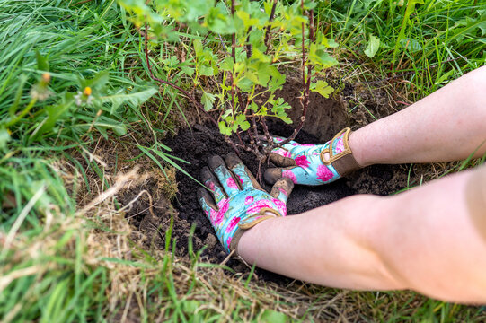Woman pressing soil around gooseberry roots in garden, hands shaping earth outdoors, gardening work, home food growing, eco lifestyle, spring planting.