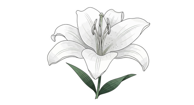 White Lily Flower Illustration on White Background