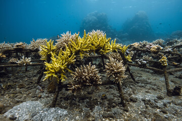 Obraz premium Living coral on metal construction in deep ocean, coral farming