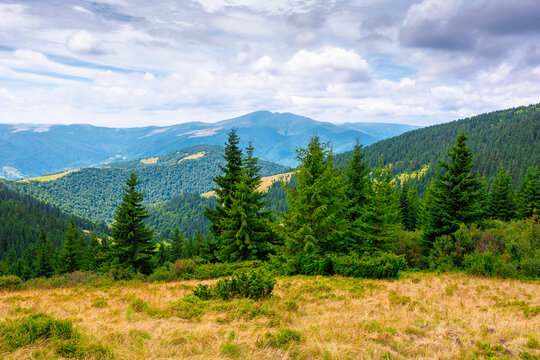 hillside of carpathian mountain range with coniferous forest and grassy meadow. beautiful summer landscape of ukraine alps under cloudy sky. wonderful nature background of highland for earth day