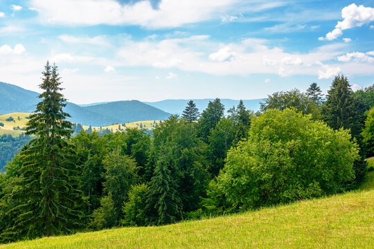 carpathian mountain hay field in afternoon light. alpine countryside summer landscape with green valley behind the woods on the grassy slope. clouds on a bright blue sky. serene highland background