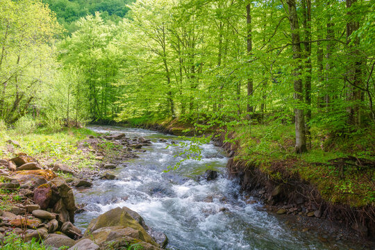 landscape in mountains, forest and a river in front. beautiful view in spring. fresh water in the beech forest of carpathian mountains. cloudy weather, rocky shore